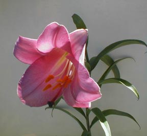 lilysmaller.jpg